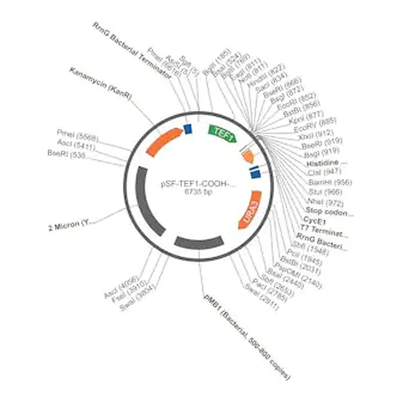 Merck PSF-TEF1-COOH-HIS6 - C-TERMINAL 6 HIS TAG YEAST PLASMID