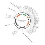 Merck PSF-TEF1-COOH-CMYC - C-TERMINAL C-MYC TAG YEAST PLASMID