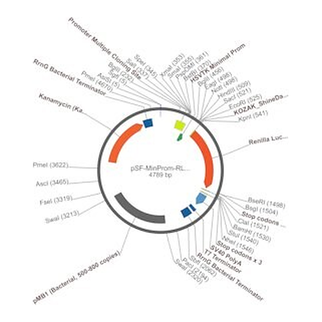 Merck PSF-MINPROM-RLUC - MINIMAL PROMOTER LUCIFERASE PLASMID