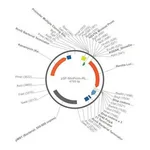 Merck PSF-MINPROM-RLUC - MINIMAL PROMOTER LUCIFERASE PLASMID