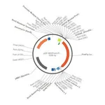 Merck PSF-MINPROM-FLUC - MINIMAL PROMOTER LUCIFERASE PLASMID
