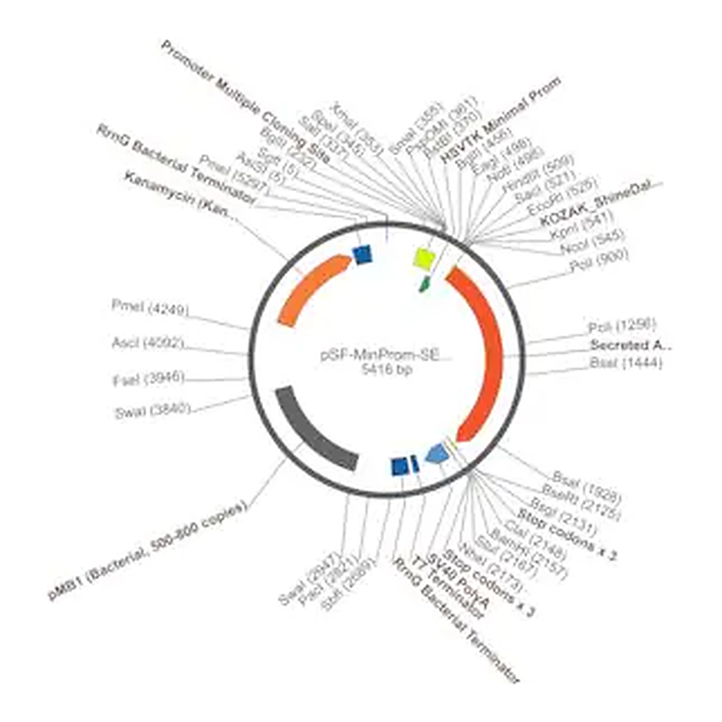 Merck PSF-MINPROM-SEAP - MINIMAL PROMOTER SEAP PLASMID