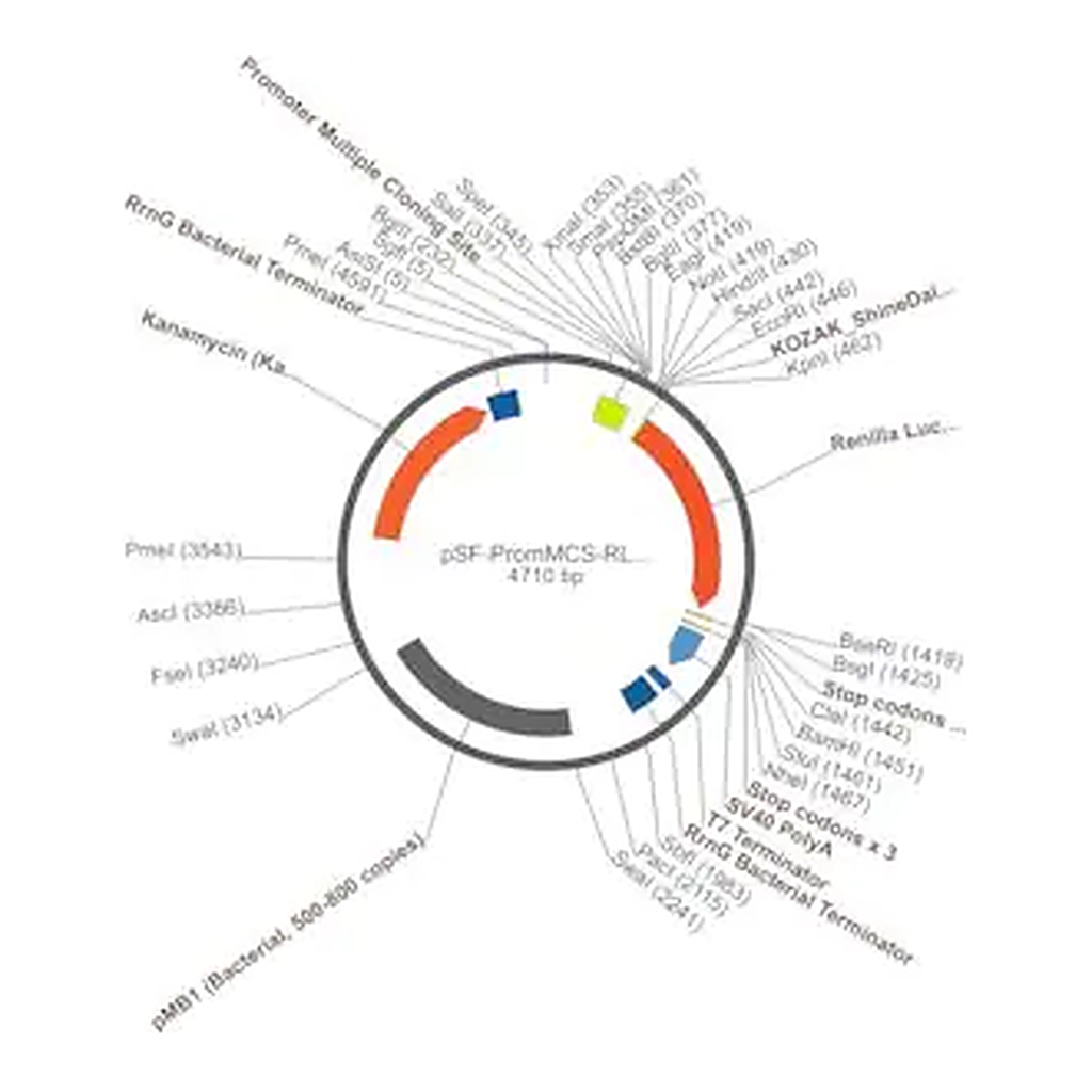 Merck PSF-PROMMCS-RLUC - NO-PROMOTER MCS LUCIFERASE PLASMID