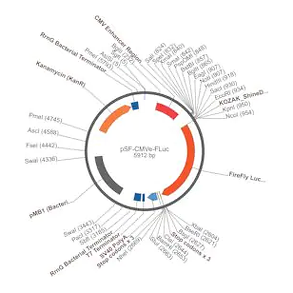 Merck PSF-CMVE-FLUC - CMV ENHANCER LUCIFERASE PLASMID
