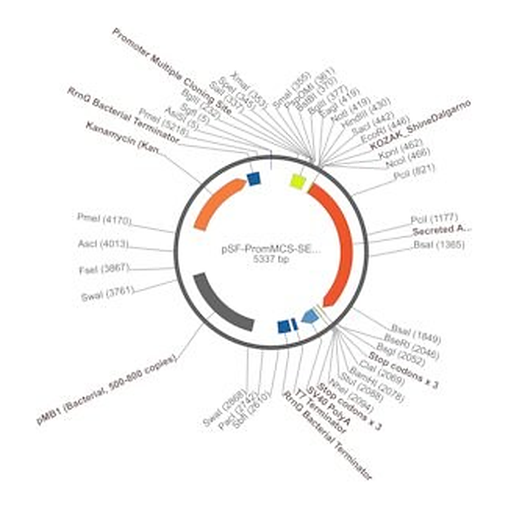 Merck PSF-PROMMCS-SEAP - NO-PROMOTER MCS SEAP PLASMID