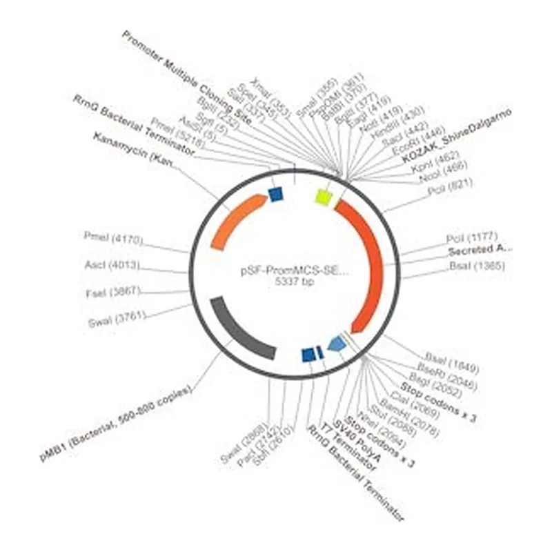 Merck PSF-PROMMCS-SEAP - NO-PROMOTER MCS SEAP PLASMID