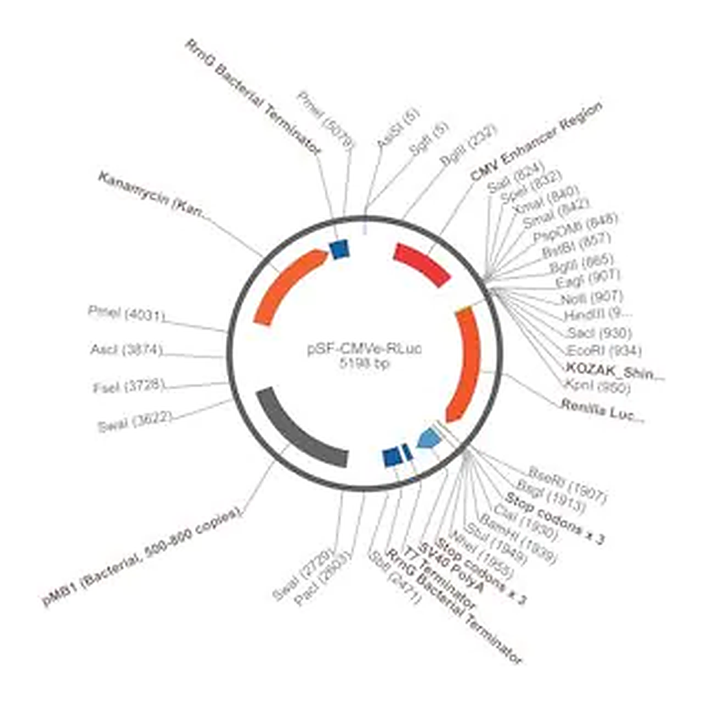 Merck PSF-CMVE-RLUC - CMV ENHANCER LUCIFERASE PLASMID