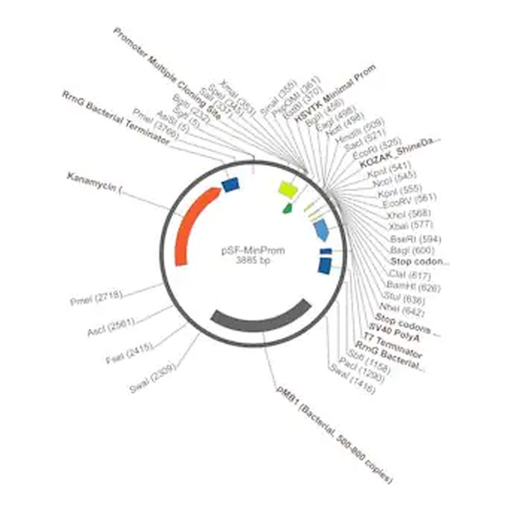 Merck PSF-MINPROM - MINIMAL PROMOTER EXPRESSION PLASMID