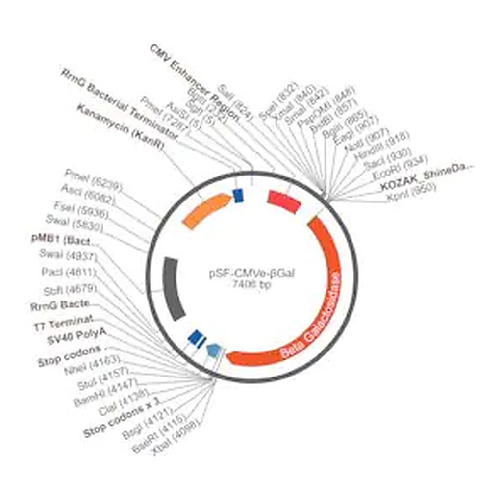 Merck PSF-CMVE-BETA-D96GAL - CMV ENHANCER BETA GAL PLASMID