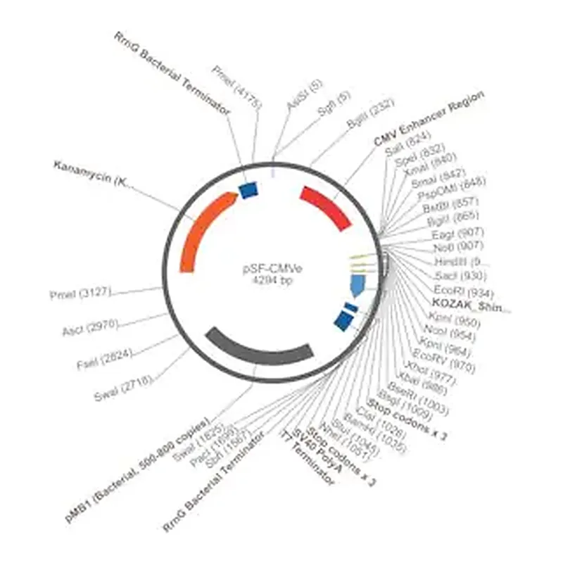 Merck PSF-CMVE - CMV ENHANCER EXPRESSION PLASMID