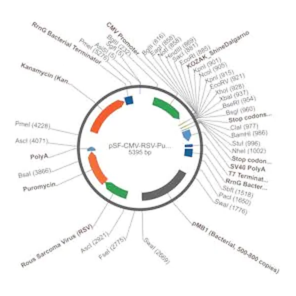 Merck PSF-CMV-RSV-PURO ASCI - RSV PROMOTER PUROMYCIN PLASMID