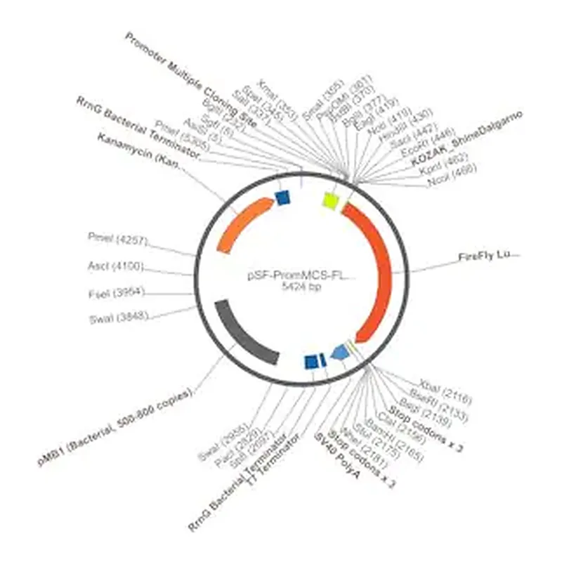 Merck PSF-PROMMCS-FLUC - NO-PROMOTER MCS LUCIFERASE PLASMID