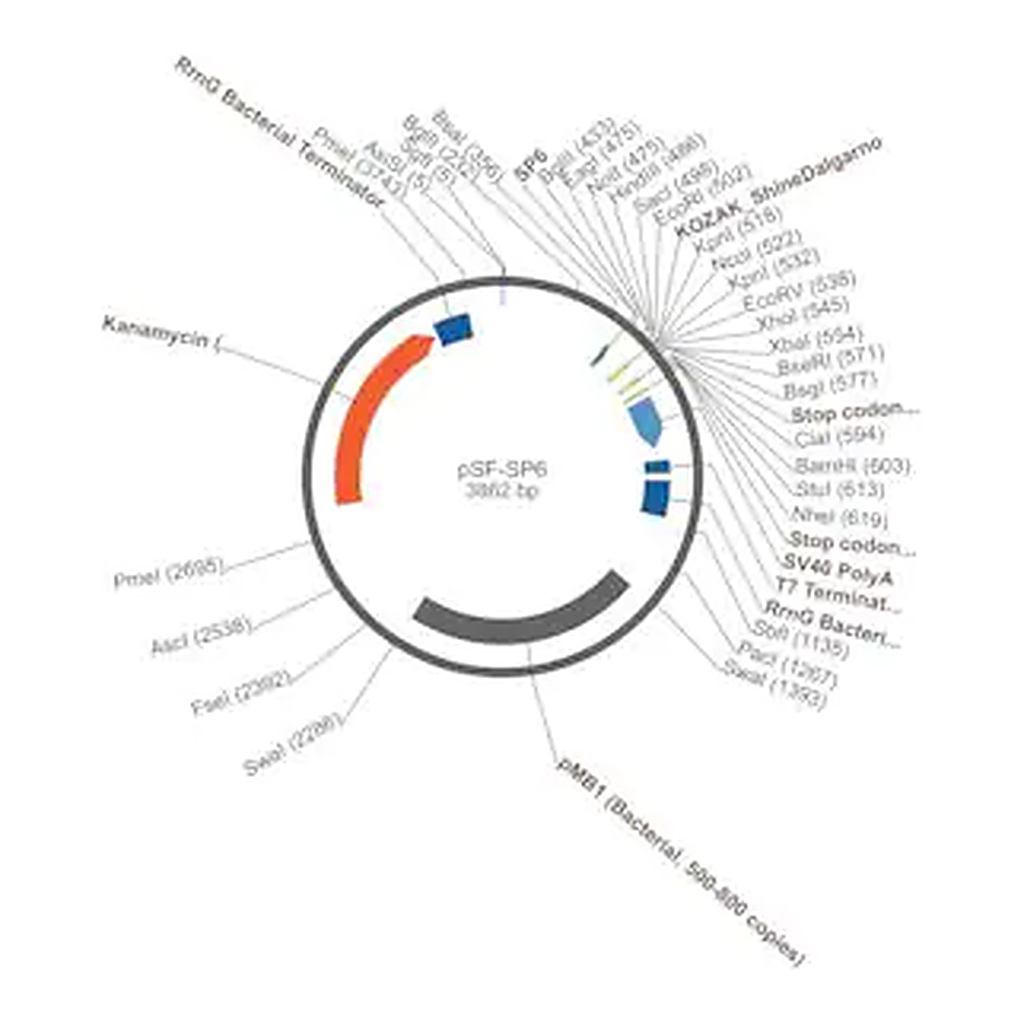 Merck PSF-SP6 - SP6 PROMOTER PLASMID