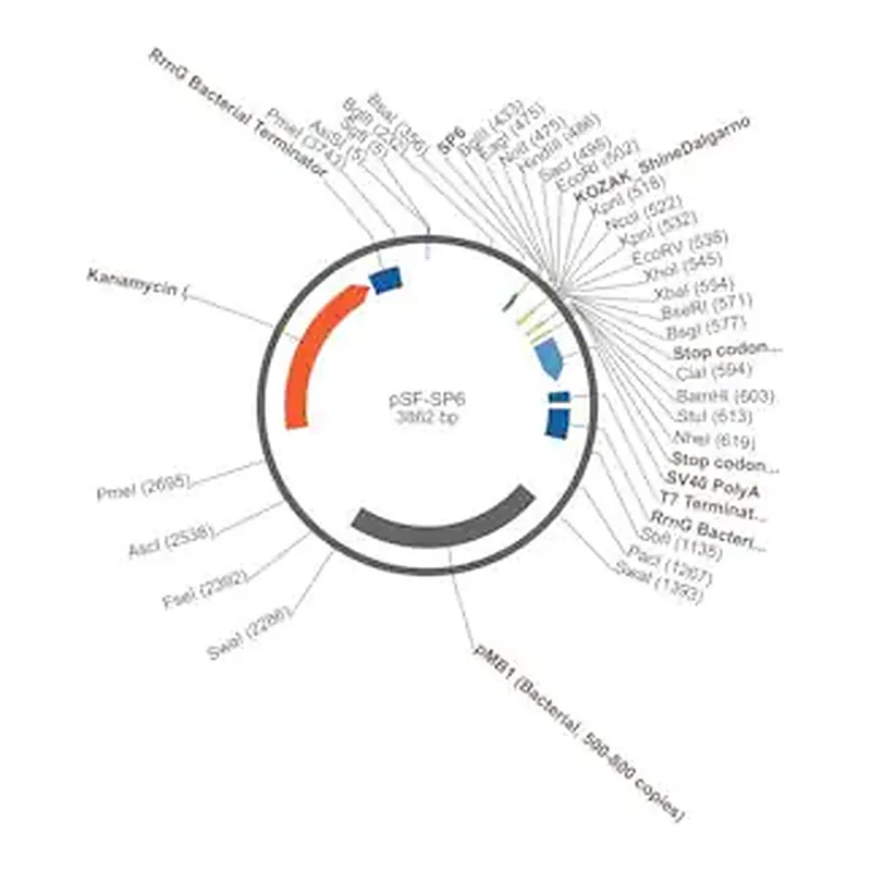 Merck PSF-SP6 - SP6 PROMOTER PLASMID