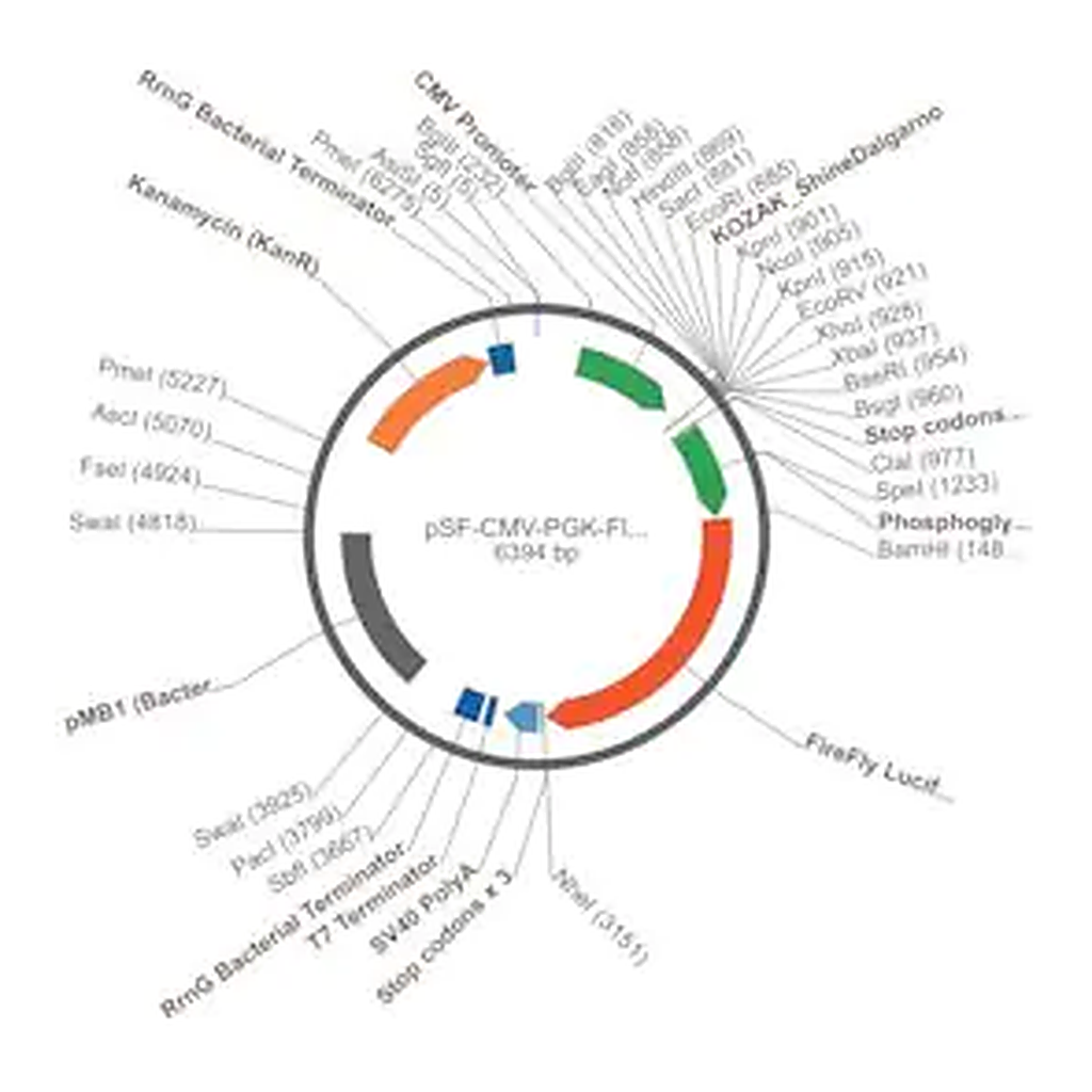 Merck PSF-CMV-PGK-FLUC - DUAL PROMOTER LUCIFERASE PLASMID