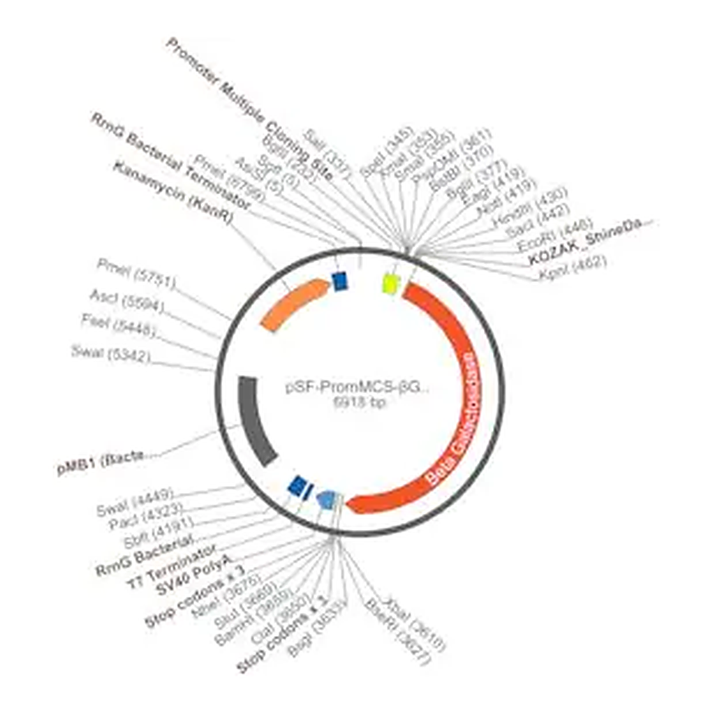 Merck PSF-PROMMCS-BETAGAL - NO-PROMOTER MCS BETA GAL PLASMID