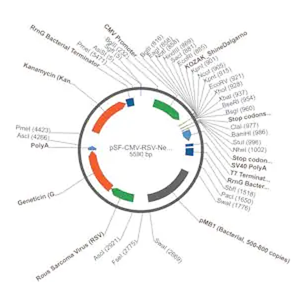 Merck PSF-CMV-RSV-NEO/G418 ASCI - RSV PROMOTER G418 PLASMID