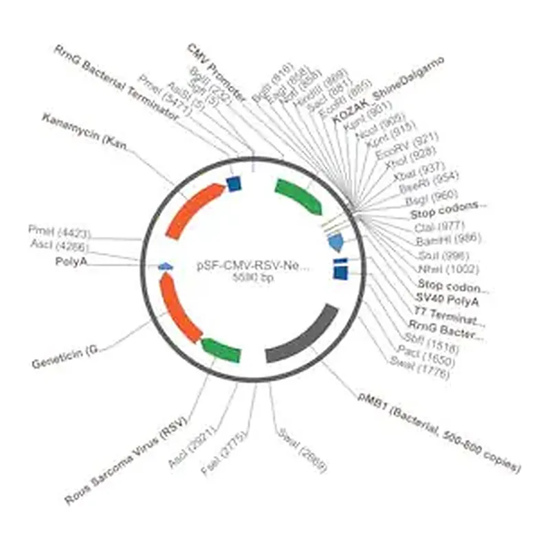 Merck PSF-CMV-RSV-NEO/G418 ASCI - RSV PROMOTER G418 PLASMID