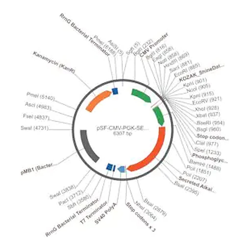 Merck PSF-CMV-PGK-SEAP - DUAL PROMOTER ALKALINE PHOSPHATASE PLASMID