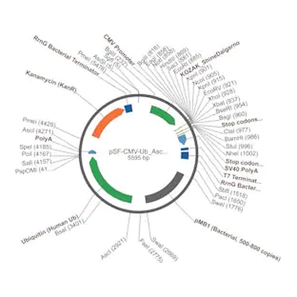 Merck PSF-CMV-UB ASCI - DUAL PROMOTER EXPRESSION PLASMID