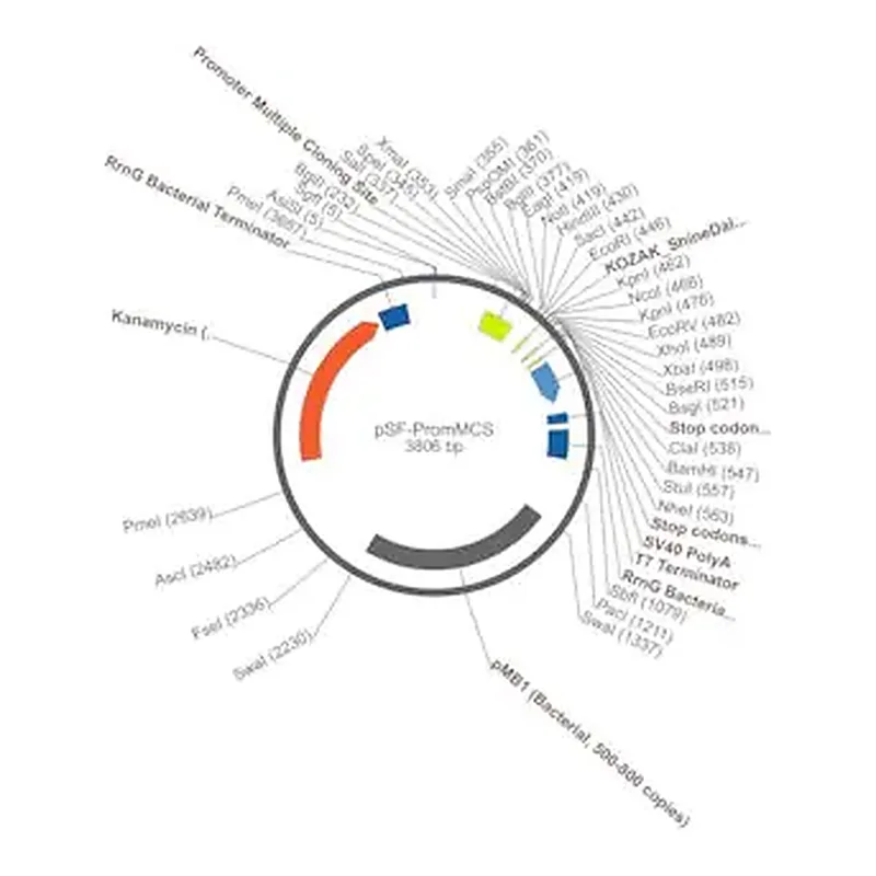 Merck PSF-PROMMCS - NO-PROMOTER MCS PLASMID
