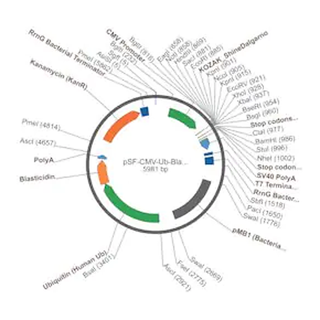 Merck PSF-CMV-UB-BLAST ASCI - UBIQUITIN PROMOTER BLASTICIDIN PLASMID