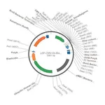 Merck PSF-CMV-UB-BLAST ASCI - UBIQUITIN PROMOTER BLASTICIDIN PLASMID