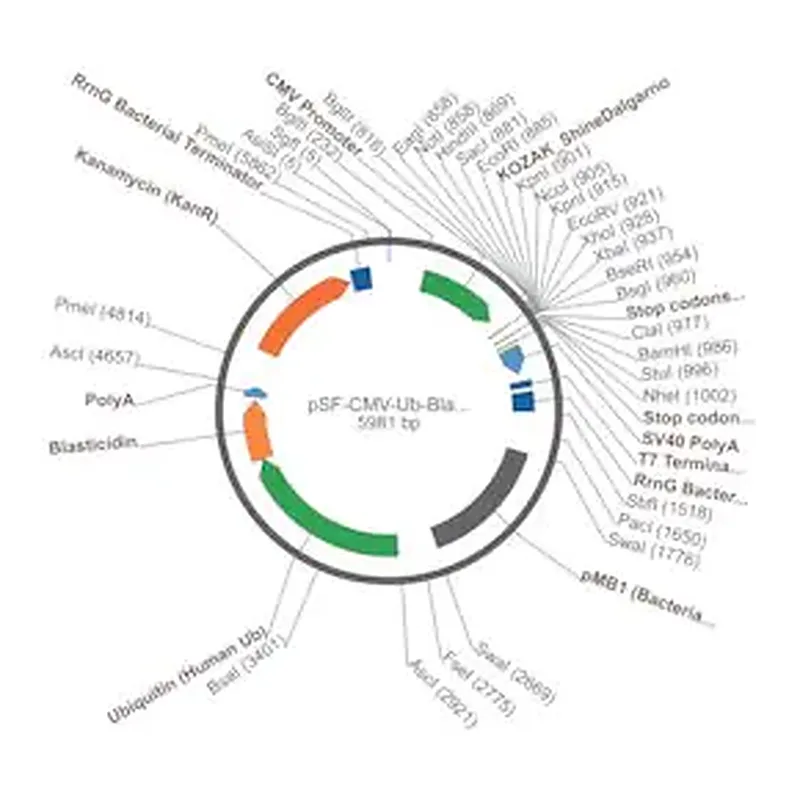 Merck PSF-CMV-UB-BLAST ASCI - UBIQUITIN PROMOTER BLASTICIDIN PLASMID