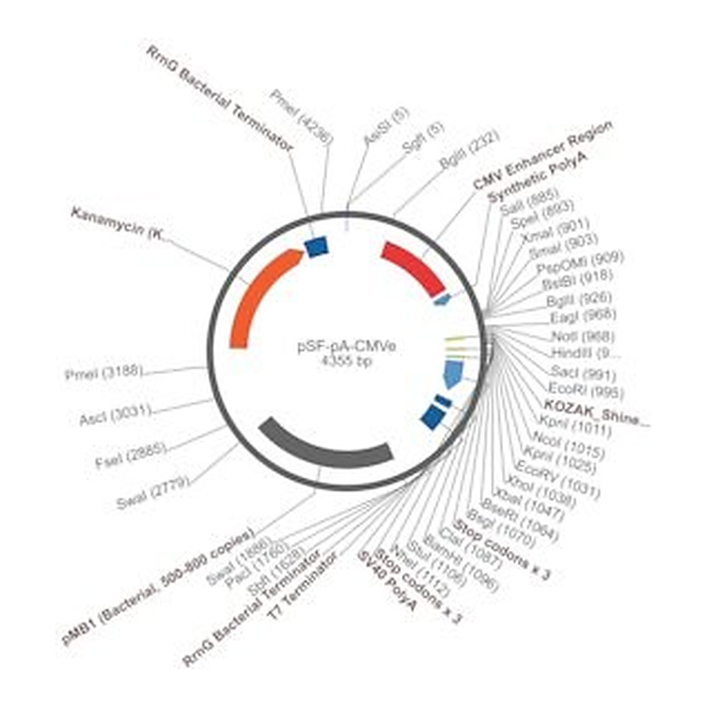 Merck PSF-PA-CMVE - CMV ENHANCER PLASMID