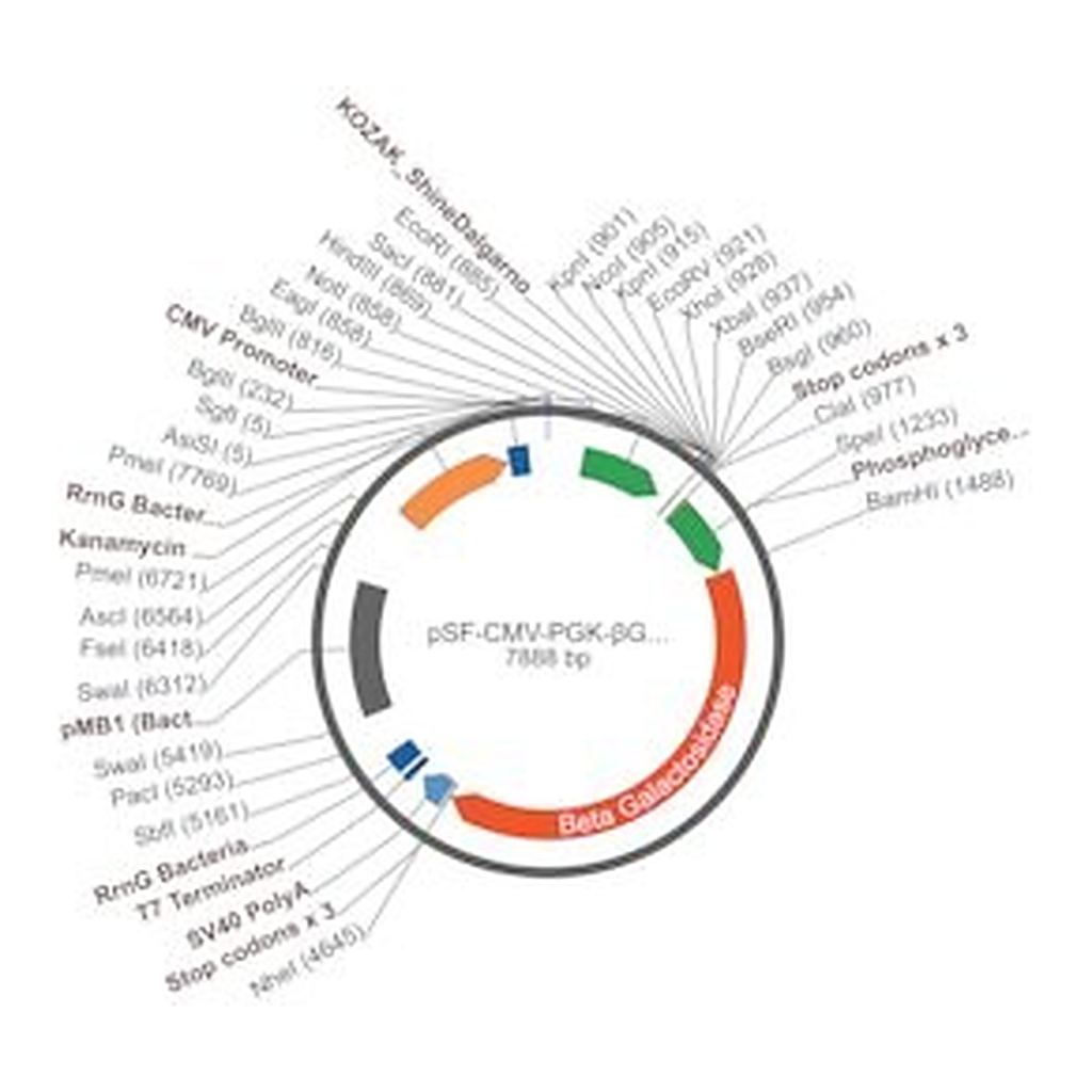 Merck PSF-CMV-PGK-?GAL - DUAL PROMOTER BETA GAL PLASMID