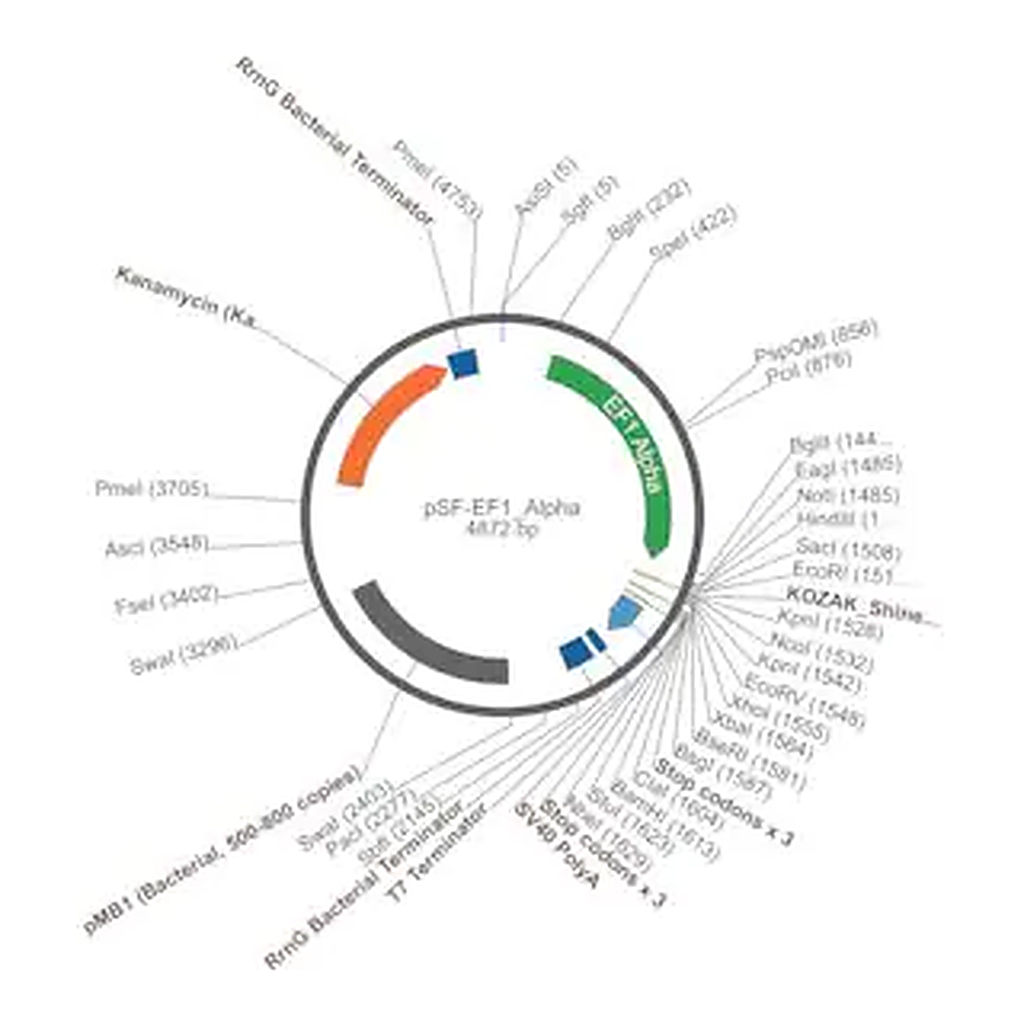Merck PSF-EF1 ALPHA - ELONGATION FACTOR ALPHA PROMOTER PLASMID