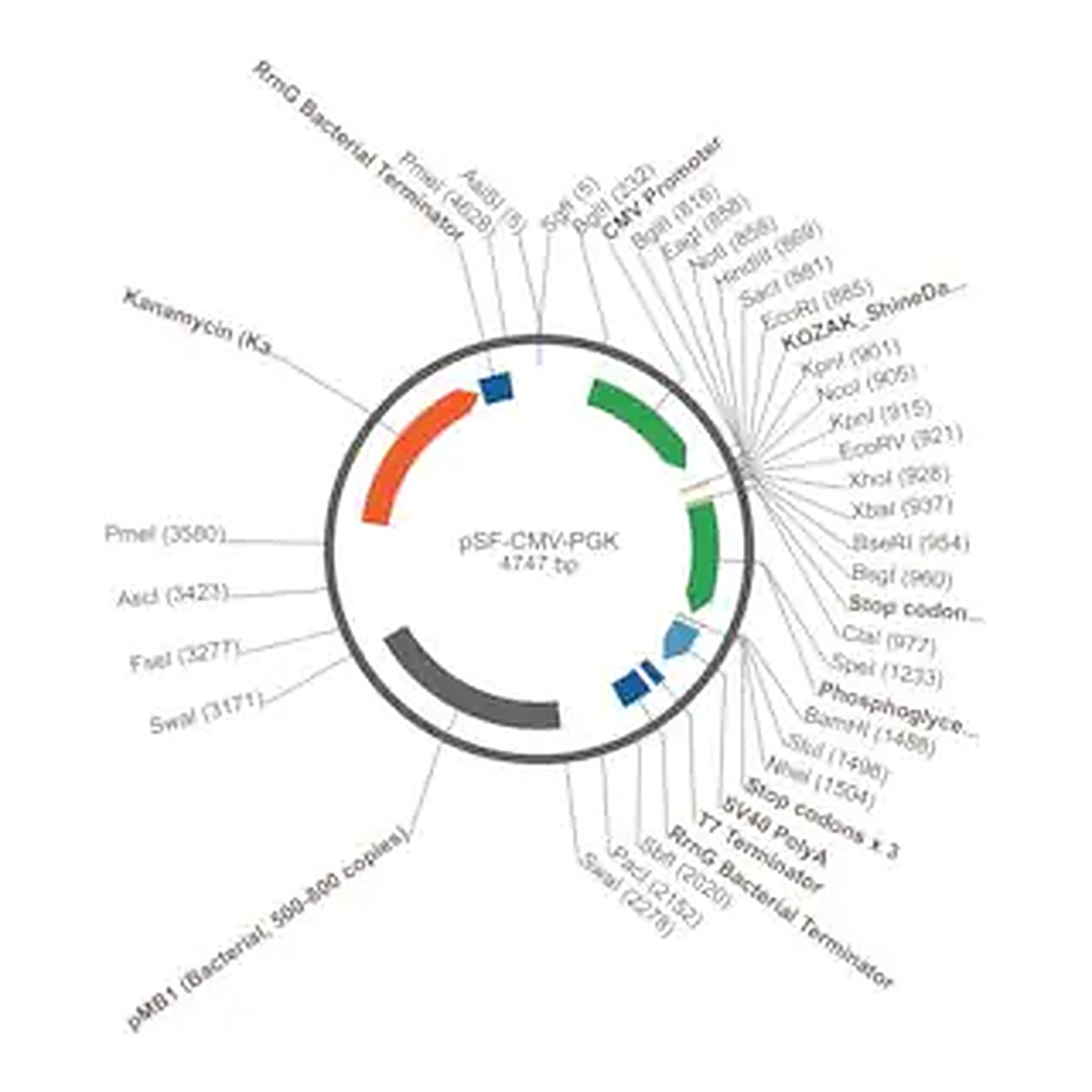 Merck PSF-CMV-PGK - DUAL PROMOTER EXPRESSION PLASMID