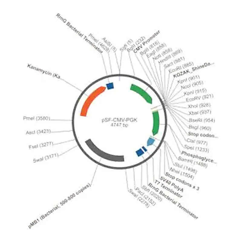 Merck PSF-CMV-PGK - DUAL PROMOTER EXPRESSION PLASMID