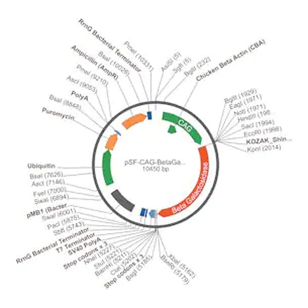 Merck PSF-CAG-BETAGAL-UB-PURO - CAG REPORTER (BETA GAL) PLASMID
