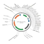 Merck PSF-CMV-UB-KRYFP - MAMMALIAN YFP REPORTER VECTOR