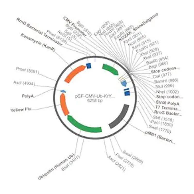 Merck PSF-CMV-UB-KRYFP - MAMMALIAN YFP REPORTER VECTOR