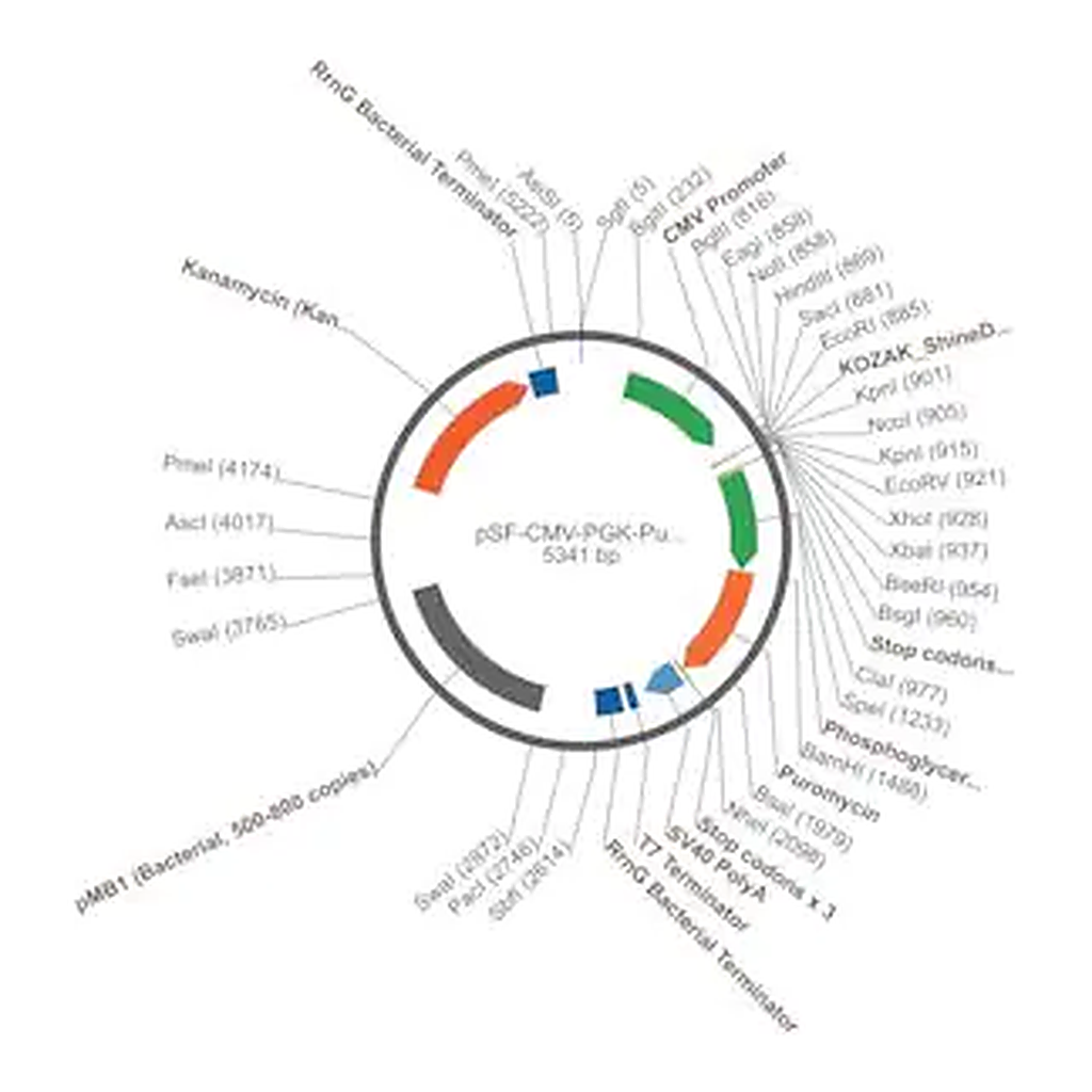 Merck PSF-CMV-PGK-PURO - DUAL PROMOTER PUROMYCIN PLASMID