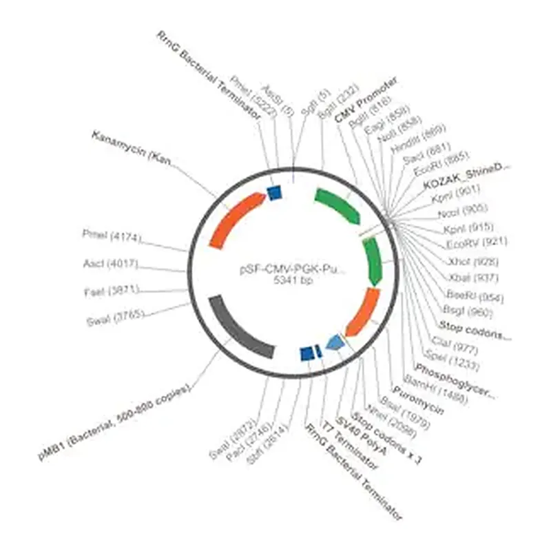 Merck PSF-CMV-PGK-PURO - DUAL PROMOTER PUROMYCIN PLASMID