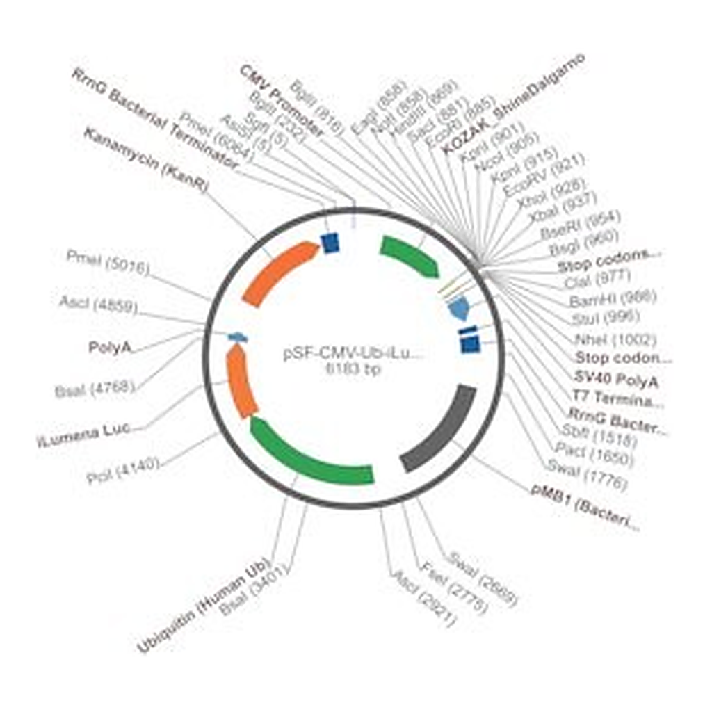 Merck PSF-CMV-UB-ILUMENA - MAMMALIAN SECRETED LUCIFERASE VECTOR