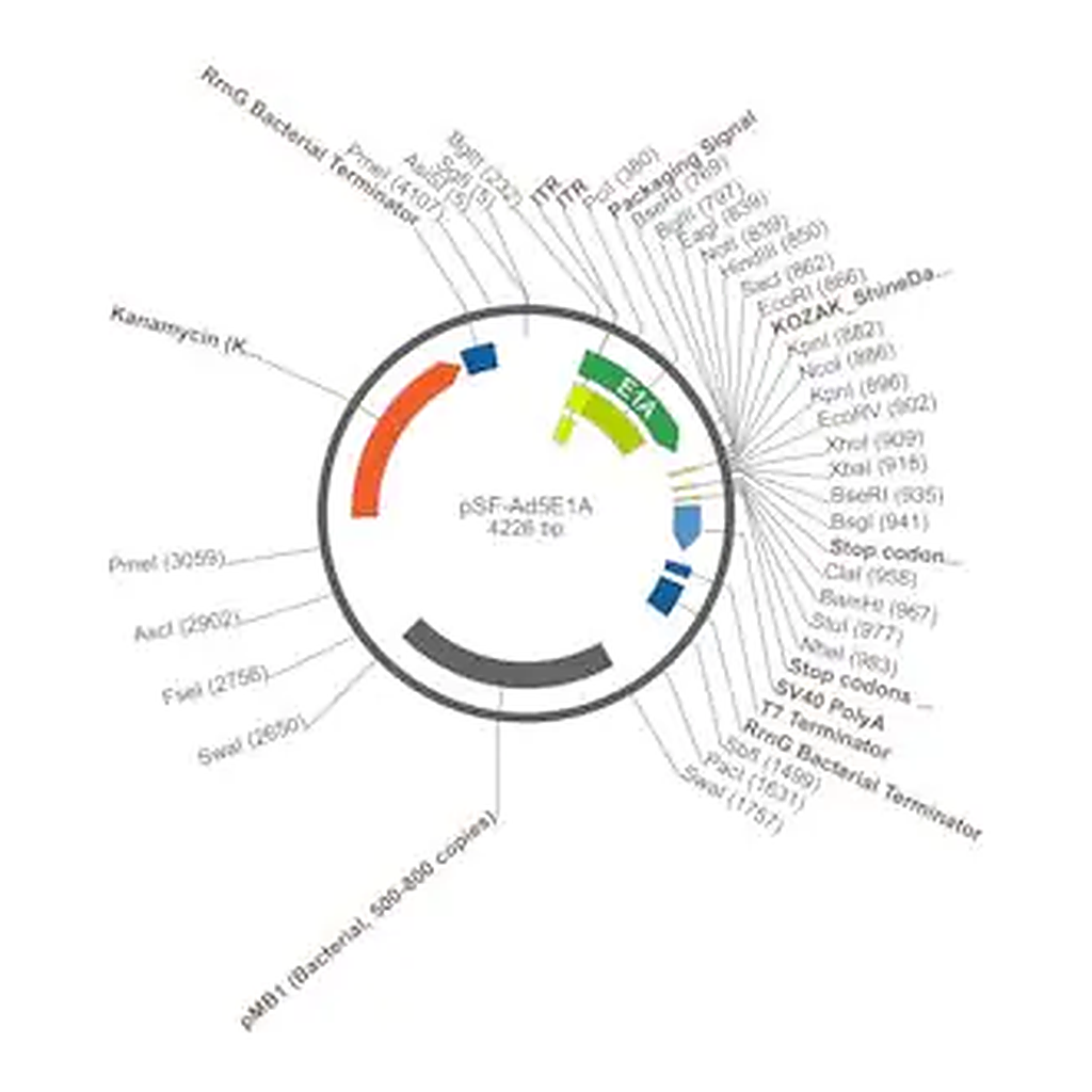 Merck PSF-AD5E1A - ADENOVIRUS E1A PROMOTER PLASMID