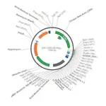 Merck PSF-CAG-UB-HYGRO - CAG HYGROMYCIN PLASMID