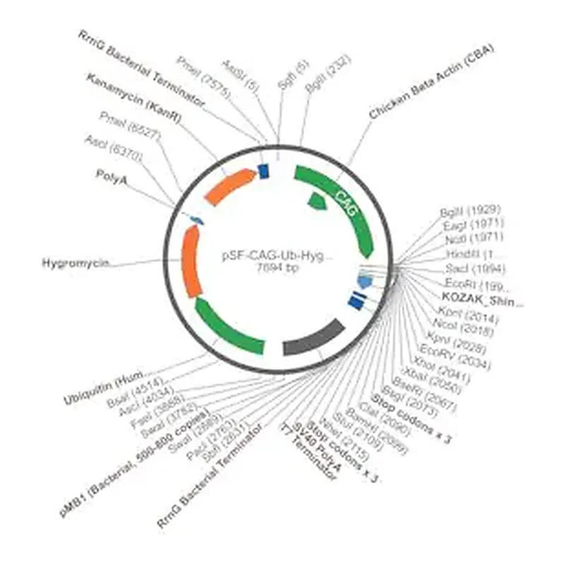 Merck PSF-CAG-UB-HYGRO - CAG HYGROMYCIN PLASMID