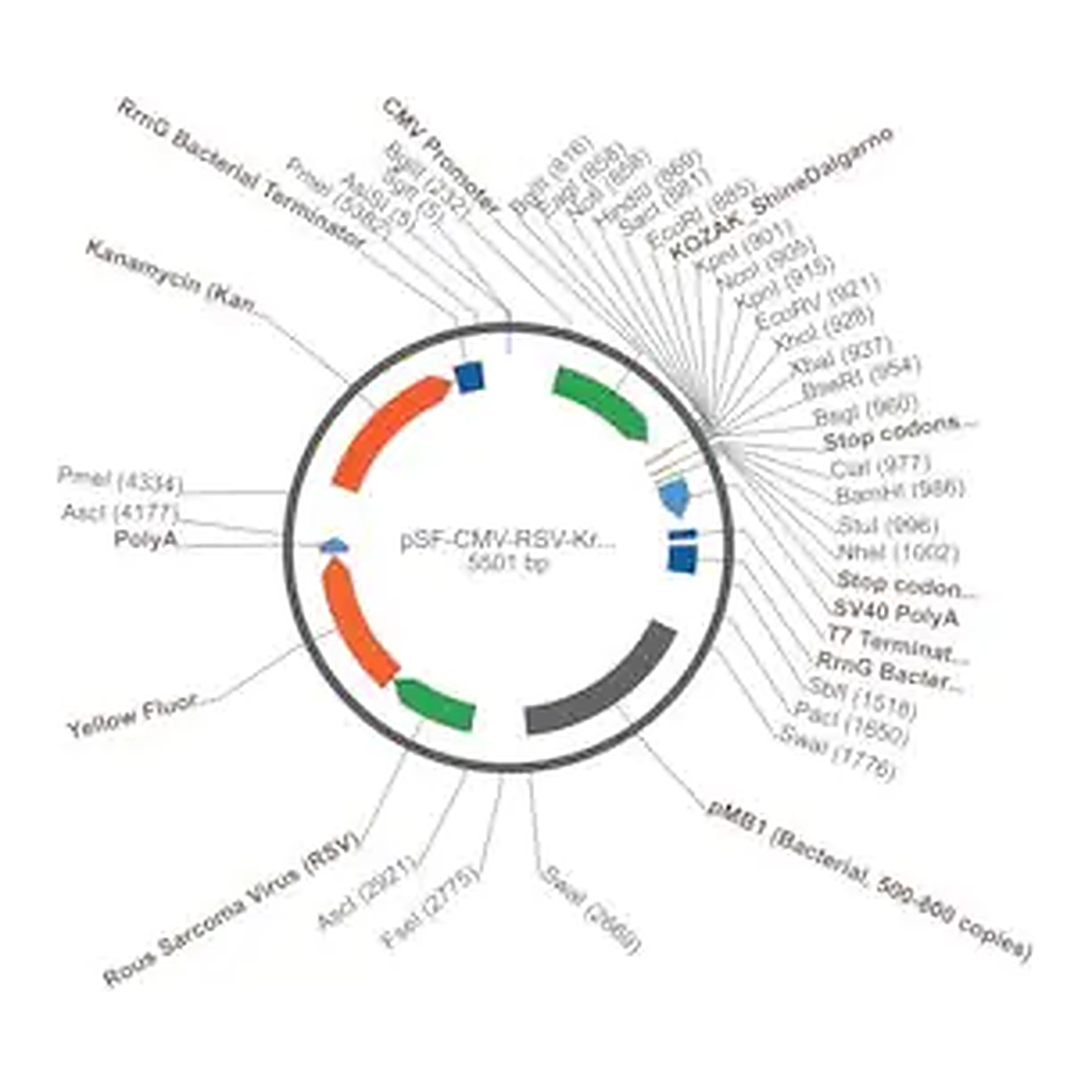 Merck PSF-CMV-RSV-KRYFP - RSV PROMOTER YFP PLASMID