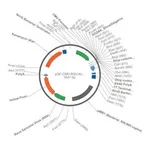 Merck PSF-CMV-RSV-KRYFP - RSV PROMOTER YFP PLASMID