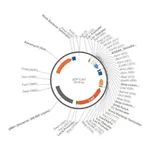 Merck PSF-LACI - LACI PROMOTER BACTERIAL VECTOR