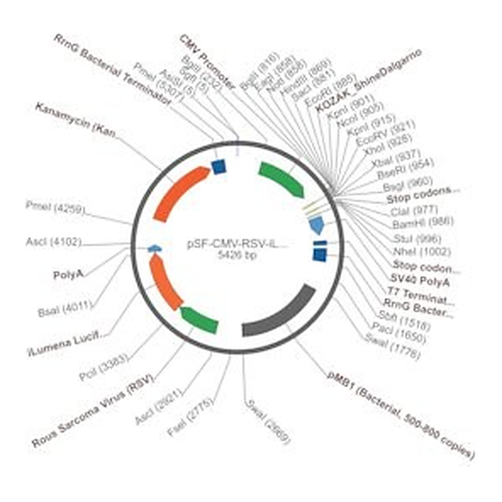 Merck PSF-CMV-RSV-ILUMENA - RSV PROMOTER SECRETED LUCIFERASE PLASMID