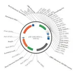 Merck PSF-CMV-RSV-ILUMENA - RSV PROMOTER SECRETED LUCIFERASE PLASMID