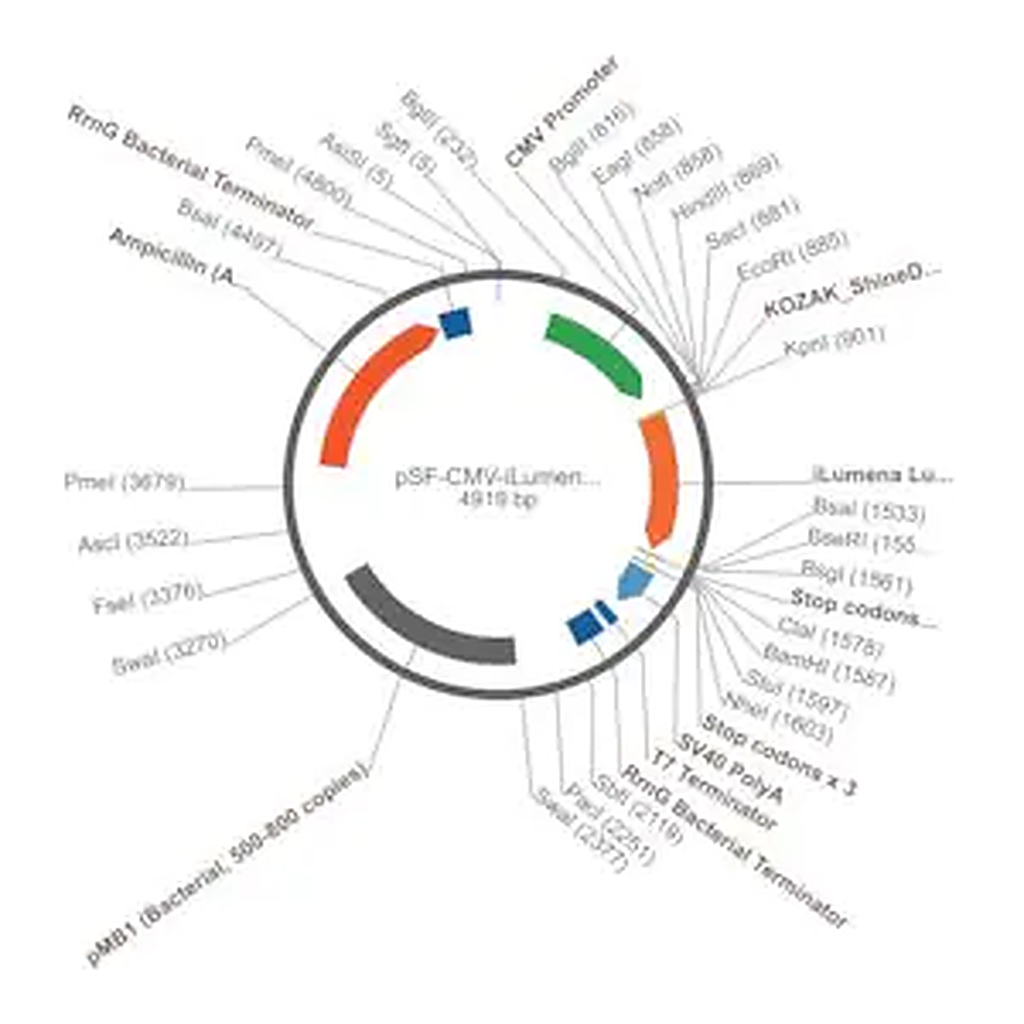 Merck PSF-CMV-ILUMENA - MAMMALIAN SECRETED LUCIFERASE PLASMID