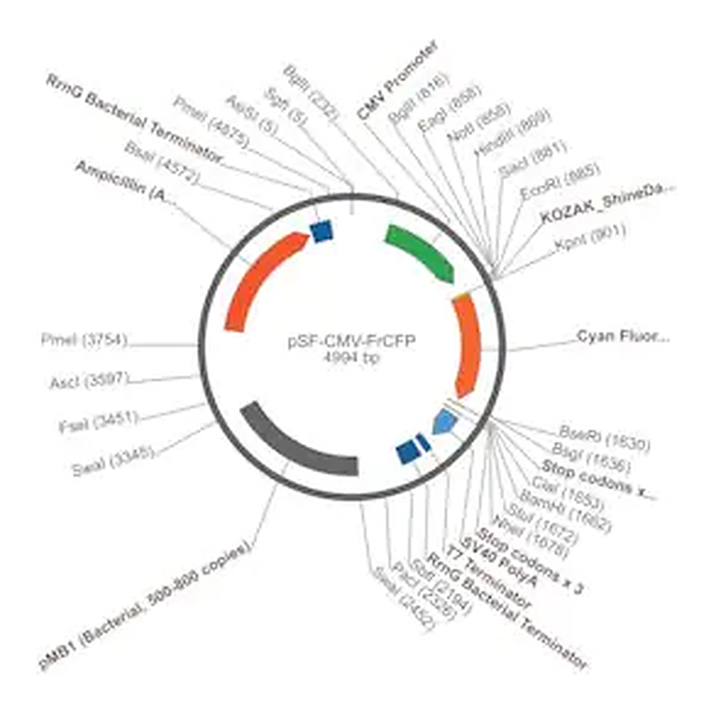Merck PSF-CMV-FRCFP - CMV CFP REPORTER PLASMID