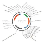 Merck PSF-CMV-FRCFP - CMV CFP REPORTER PLASMID